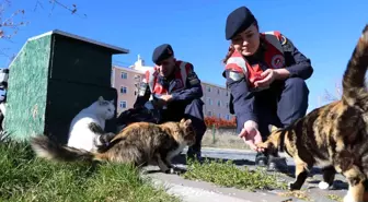 Elazığ'da Jandarma Ekipleri Sokak Hayvanları İçin Mama Bıraktı