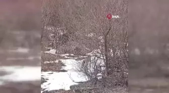 Ormanların hayaleti Vaşak, Gümüşhane'de görüntülendi