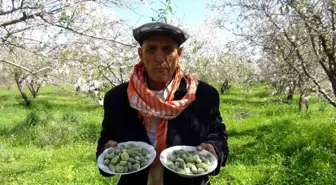 Mersin'de Badem Hasadı Başladı