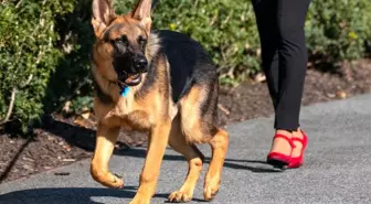 ABD Başkanı Joe Biden’in köpeği Commander, korumaları 24 kez ısırdı