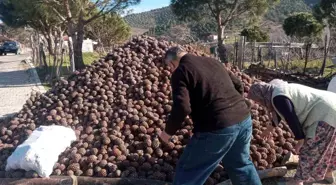 Burhaniye'de Fıstıkçamı Kozalağı Hasadı Tamamlandı