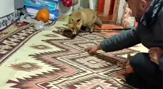 Dağların Oğlu ve Tilki Arasındaki Dostluk