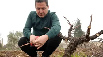 Kilis Horozkarası Üzümünde Budama Mesaisi Başladı