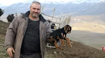 Muş'ta 3 Ayaklı Oğlak Evde Özenle Bakılıyor