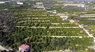 Mersin'de Limon Hasadında Kadınlar Görev Alıyor