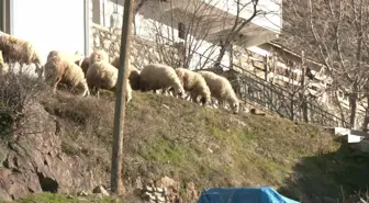 Erzincan İliç'te Maden Çalışanları Hayvancılığa Dönüyor