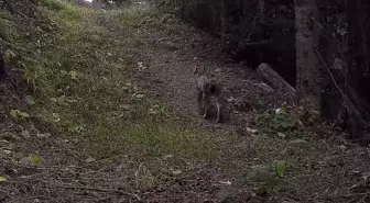 Ilgaz Dağı Milli Parkındaki Yaban Hayatı Fotokapanlara Yansıdı