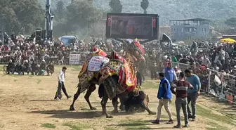 Aydın'da Deve Güreşi Festivali Düzenlendi