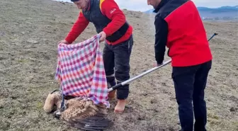 Bolu'nun Dörtdivan ilçesinde yaralı bulunan şahin tedavi edildi