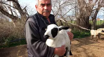 Koyuncu Kuzularını Kesmek İstemeyince Satmaktan Vazgeçti