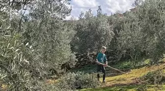 Manisa'da Zeytin Ağaçlarının Budama ve İlaçlama Çalışmaları Başladı