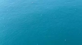 Antalya'da araştırma dalışı yapan Akdeniz Üniversitesi Su Ürünleri Fakültesi Öğretim Üyesi Prof. Dr. Mehmet Gökoğlu, denizanalarını incelemeye aldı