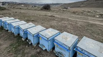 Polen Kıtlığı ve Hastalıklar Nedeniyle Arı Kovanlarında Kayıplar Yaşanıyor