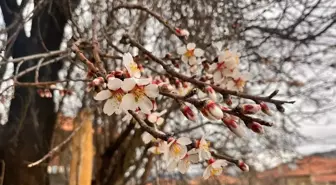 Burdur'da Badem Ağaçları Erken Çiçek Açtı