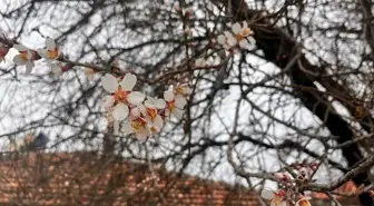 Burdur'da Badem Ağaçları Erken Çiçek Açtı