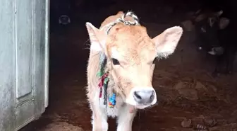 Fethiye'de şap hastalığına karşı aşılama çalışmaları devam ediyor
