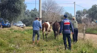 Aydın'da Kaybolan Hayvanlar Jandarma Tarafından Bulundu