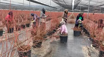 Manisa'da Yaban Mersini Üretiminde Artış Bekleniyor