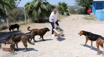 Adanalı kebapçı, dükkanından artan ekmeklerle sokak köpeklerini besliyor