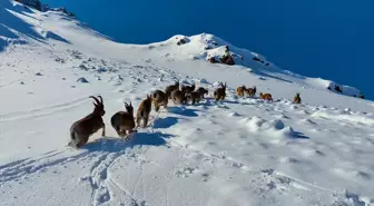 Erzincan'da Çengel Boynuzlu Dağ ve Yaban Keçileri Görüntülendi