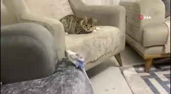 Erzurum'da kedi ile muhabbet kuşunun dostluğu gülümsetiyor