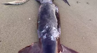 Zıpkınla avcı, 10 kilogramlık 'uçan kalamar' yakaladı