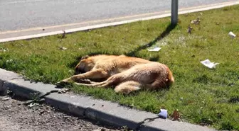 Diyarbakır'da başıboş sokak köpeği 8 vatandaşı ısırdı
