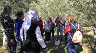 Fethiye'de Zeytin Budama Eğitimi İngilizce ve Almanca'ya da Çevrildi