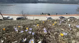 Abant Gölü Milli Parkı'nda Sarı ve Mor Çiğdemler Çiçek Açtı