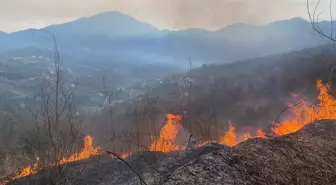 Artvin'de orman yangını