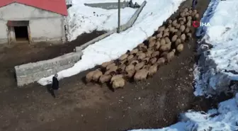 Şırnak'ta besicilerin zorlu mesaisi devam ediyor