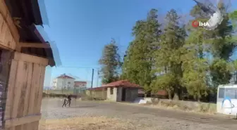 Taklacı güvercin atmacaya rakip oluyor