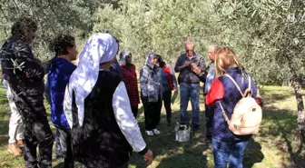 Muğla'da Alman ve İngilizler de Zeytin Ağacı Budamayı Öğrendi