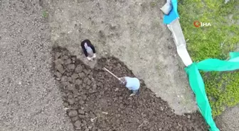 Gençler Şehirleri Tercih Ediyor, Tarlada Yaşlılar Çalışıyor
