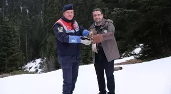 Kastamonu'da Yaban Hayvanları için Ilgaz Dağı'na Yem Bırakıldı