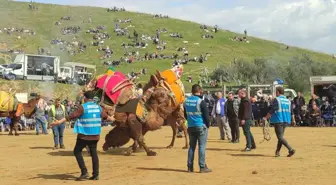 Ödemiş'te Deve Güreşi Festivali Düzenlendi