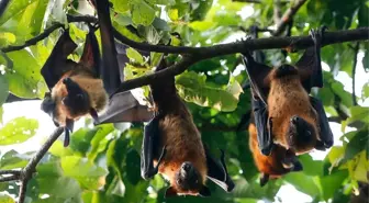DSÖ kırmızı alarm verdi! Bangladeş'te 2 kişiyi öldüren Nipah virüsü hızla yayılıyor
