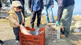 İznik Gölü'nde Sazan Bereketi: Bir Günde 600 Kilo Avlandı