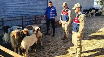 Kilis'te Kaybolan 6 Küçükbaş Koyun Bulundu