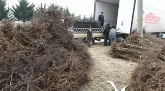 Çanakkale'den Tacikistan'a Meyve Fidanı İhracatı