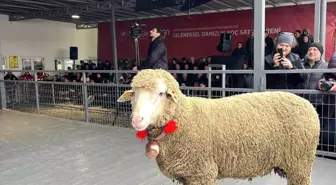 Geleneksel Damızlık Koç Satış Töreni'nde Rekor Fiyatla Satılan Koç