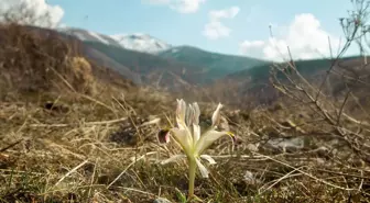 Malatya'da Nevruz Çiçekleri Açtı