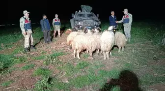 Kilis'te Kaybolan 10 Küçükbaş Koyun Jandarma Tarafından Bulundu