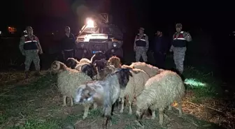 Kilis'te kaybolan 10 küçükbaş koyun jandarma tarafından bulundu