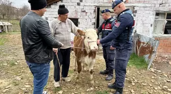 Sinop'ta Çalınan İnek Kastamonu'da Bulundu