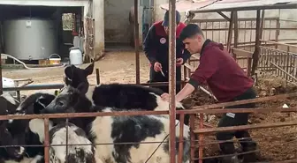 Ortaca İlçe Tarım ve Orman Müdürlüğü, Güzelyurt Mahallesi'nde Şap Aşılama Programı Gerçekleştirdi