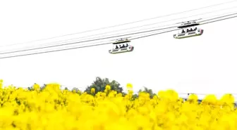 Çin'in Chongqing Belediyesi Yağlı Tohum Ekiminde Lider Tedarikçi Olacak