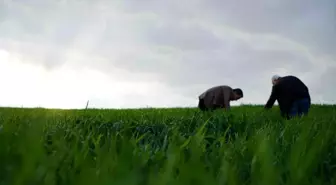Kilis'te Ramazan Ayında Hububat Üretimi Devam Ediyor