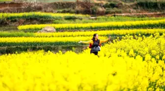 Çin'deki Liuzhi Özel Bölgesi'ndeki Kanola Tarlaları Turistleri Cezbediyor