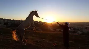 Arap Atı: Tarihi ve Özellikleri